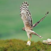 A hen harrier feeding on mice. Picture by Laurie Campbell