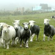 Sheepdogs play an important role in farming