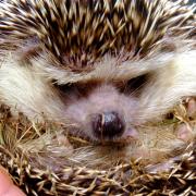 Autumn is a dangerous time for hedgehogs