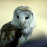 LOST HABITAT: A barn owl
