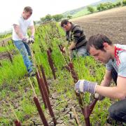 A bee-friendly hedgerow being planted near Skipton