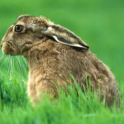 Brown Hare, picture by Whitfield Benson YDNPA.