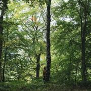 Behind the Trees - visiting an established woodland