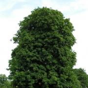 Horse chestnut trees are threatened by imported fungus diseases
