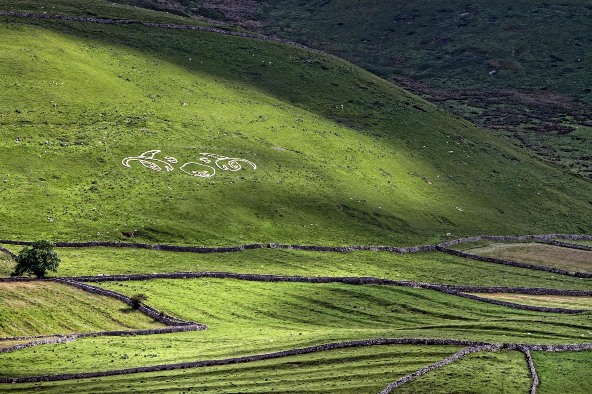 Sat among the rolling fells and ancient field system on Elbolton Hill near Grassington, more than 1,000 fleeces have been laid out by Dales Volunteers in the shape of the National Park's famous ram's head logo to welcome the Tour de France Grand Depart