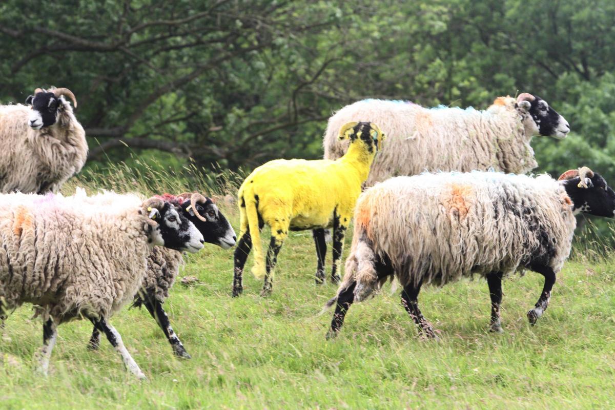 One of a number of sheep with a distinctive yellow "Tour jersey" coat which have appeared among a flock in the Dales