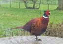 Cock pheasant looking splendid in he spring coat in Beamsley