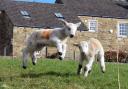 Lambs having fun in the sun