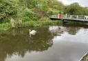 Lone swan on the canal