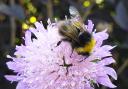 A glorious bee enjoying the wildflower