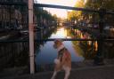 Falco enjoying the canal view in Amsterdam. Pictures:Paul Wojnicki