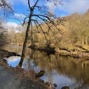 River Wharfe at Bolton Abbey on a spring-like day