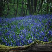 Bluebells in Ilkey woods