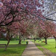 Cherry trees in blossom in Aireville Park