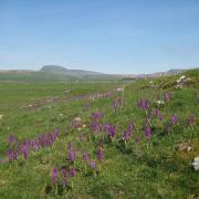 Orchids and Penyghent