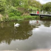 Lone swan on the canal