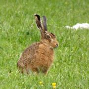 Brown hare on Bradley Moor