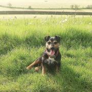 Monty the dog in Earby