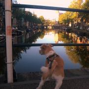 Falco enjoying the canal view in Amsterdam. Pictures:Paul Wojnicki