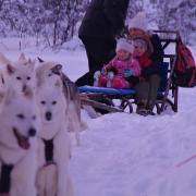Fun on a sleigh, led by huskies. Pictures: Paul Wojnicki