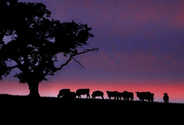 This scene, showing cows in silhouette against a sunset, was captured in the village of West Marton