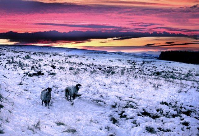 The orange and purple hues of the sky provide a dramatic backdrop to these sheep captured by Stephen Garnett on the snow-covered moor above Earby