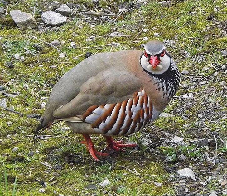 Picture of the Week: French partridge | Craven Herald