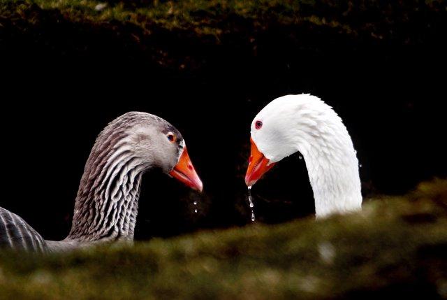 Here’s looking at you.... These two geese were caught on camera in a stream near Conistone.
