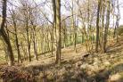 Webinars will help in woodland management