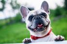 File photo of a French bulldog Picture: Pixabay
