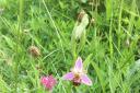RARE A Bee Orchid