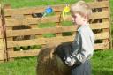 A young handler with his sheep