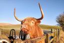 Craven's rurality is a pull for retirees. Highland cattle at Hellifield