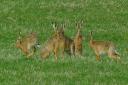 A group of hares