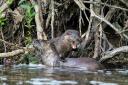 Otters playing in the River Aire. Pic Nigel Leach