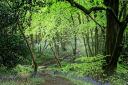 Swartha Woods by Paul Redshaw