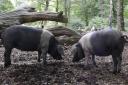 British Saddleback pigs