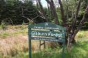 Gisburn Forest