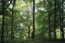 Behind the Trees - visiting an established woodland