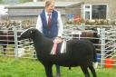 Horton in Ribblesdale Show Champion Swartble 2018 Selside Daredevil of Selside Zwartbles with Jessica Lambert.
