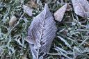A beautiful frosted leaf