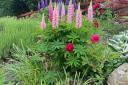 Lupins and peonies in Chapel Hill, Skipton