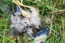 One of the hen harrier chicks killed near Whernside