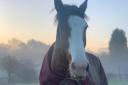 Police horse Balmoral has sadly passed away.