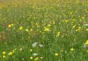 Wild flower meadow in the Forest of Bowland