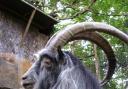 Goat. Victoria Benn feature on Kilnsey Park.jpg