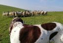 Letter: Dogs should be kept on their leads around sheep and ground nesting birds