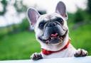 File photo of a French bulldog Picture: Pixabay