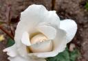 White rose of Yorkshire