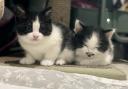 Yorkshire Cat Rescue kittens